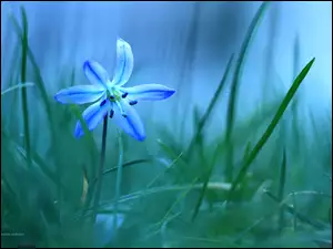 Kwiat, Cebulica Syberyjska, Niebieski
