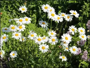 Kwiatki, Trawa, Rumianek, Liście, Stokrotki, Fioletowe