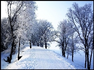 Zima, Park, Omrożone, Droga, Drzewa