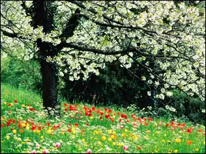 Trawa, Wiosna, Drzewo, Kwitnące, Kwiaty