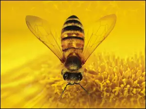 Makro, Pszczoła, Owad