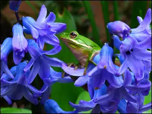 Żabka, Kwiaty