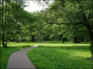 Drzewa, Park, Ścieżka, Droga, Trawnik