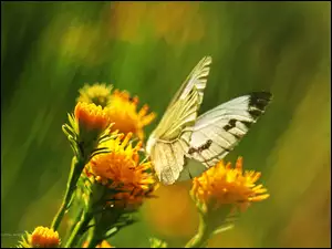 Biały, Kwiaty, Motyl, Żółte