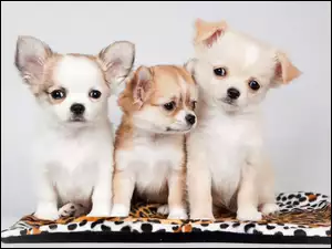 Trzy, Chihuahua, Słodkie, Szczeniaczki