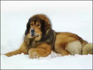 Pies, Śnieg, Mastif tybetański, Zima