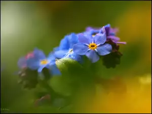 Kwiaty, Niezapominajki, Niebieskie