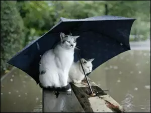 Parasolka, Koty, Deszcz