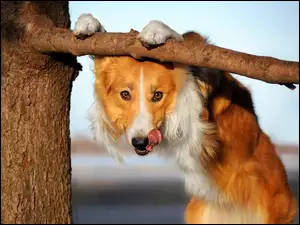 Pies, Drzewo, Border Collie, Język