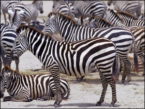 Zebry, Afryka