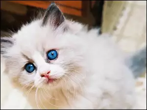 Kotek, Oczy, Ragdoll, Niebieskie