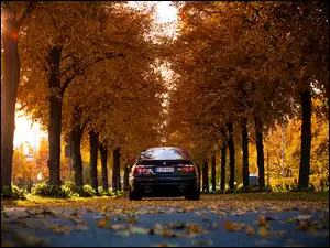 Drzewa, Jesień, Samochód, Droga, BMW