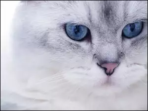 Kot, Oczy, Kotek, Niebieskie