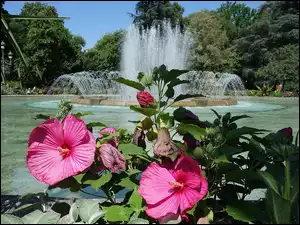 Hibiskus, Fontanna, Kwiaty, Park