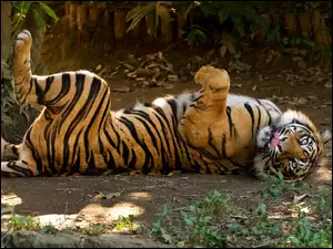 Zoo, Tygrys, Kot, Dziki, Zwierze