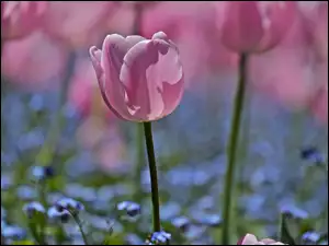 Tulipany, Makro, Różowe
