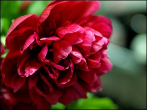 Kwiat, Piwonia