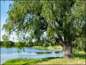 Zieleń, Jezioro, Drzewo