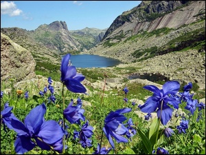 Kwiaty, Góry, Łąka, Jezioro, Niebieskie