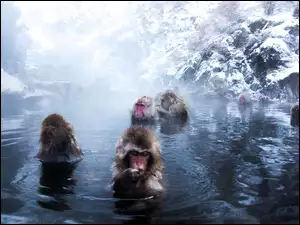 Małpki, Skały, Kąpiel, Woda