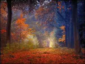 Liście, Drzewa, las, Jesień, Droga, Kolorowe