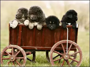 Tybetański, Wózek, Szczeniaki, Psy, Mastiff