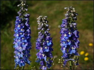 Ostróżka Ogrodowa, Kwiaty, Niebieskie