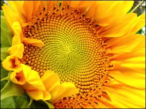 Kwiat, Słonecznika