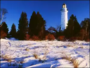 Zima, Latarnia Morska, Drzewa