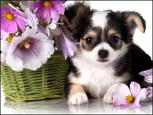 Chihuahua, Kwiatki, Szczeniak, Kosz