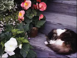 Begonia, Śpiący, Schody, Kot, Kwiaty