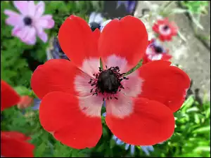 Przyroda, Anemon, Kwiat, Czerwony