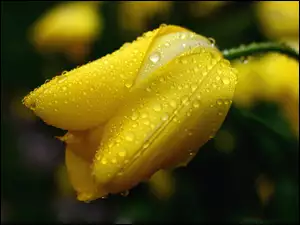 Żółty, Wody, Tulipan, Krople