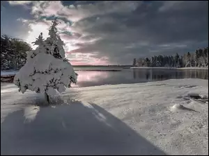 Cień, Zima, Wschód Słońca, Jezioro, Drzewo