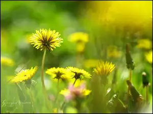Mniszek Pospolity, Mlecze, Żółte, Kwiaty