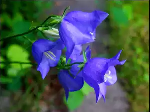 Dzwonki, Kwiaty, Niebieskie