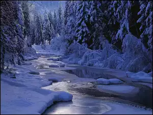 Las, Światło, Zima, Cień, Noc, Rzeka