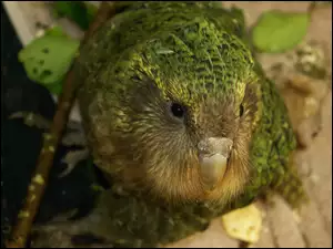 Spojrzenie, Kakapo, Dziób