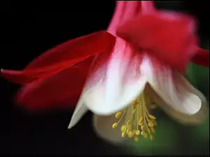 Kwiat Czerwony, Makro