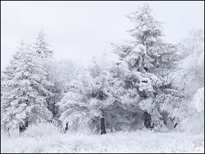 Drzewa, Śnieg, Szron