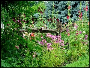 Malwy, Ogródek, Kwiaty
