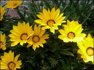 Gazanie, Kwiaty, Żółte