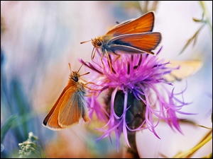 Motyle, Makro, Oset, Kwiat