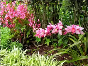 Orchidea, Trawa, Park, Rośliny, Różowa, Ozdobna