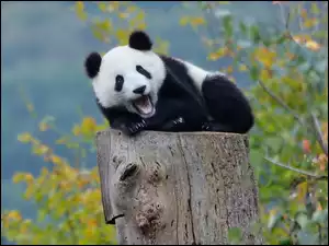 Panda, Pień