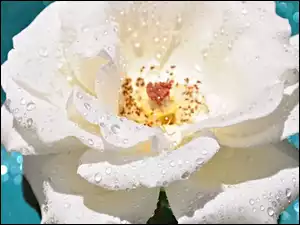 Biała, Rosy, Róża, Krople