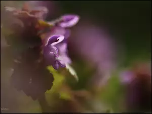 Kwiat, Jasnota Purpurowa, Fioletowy