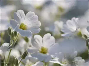 Kwiaty, Rogownica, Białe