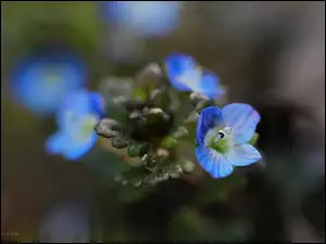 Kwiaty, Przetacznik, Niebieskie