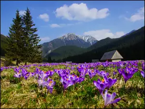 Krokusy, Góry, Kwiaty